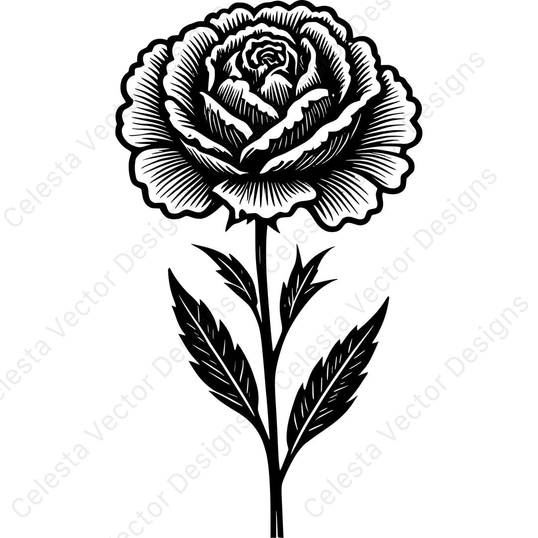 Carnation Flower Clipart Set - 4 Vector Images for Digital Download ...