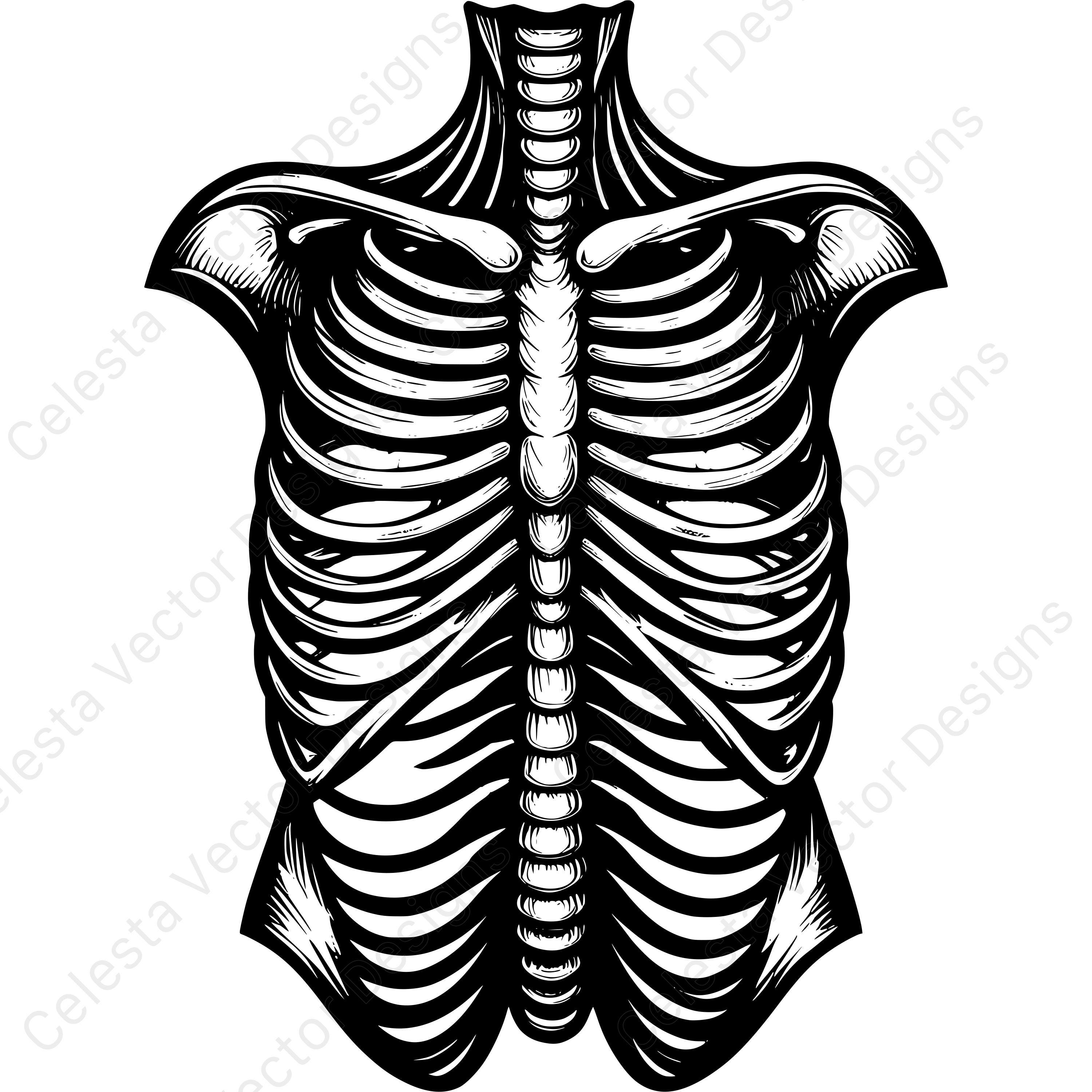 Rib Cage Vector Clipart Set of 4 Images for Digital Download Svg Png ...