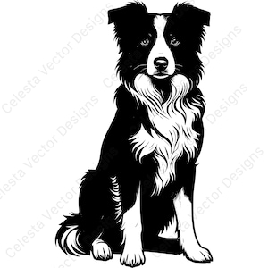 Border collie portrait vector clipart digital download | 4 images svg png jpg pdf eps for cricut and silhouette
