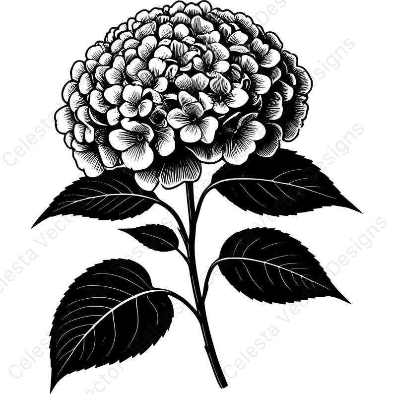 Hydrangea Flower Vector Clipart - 4 Digital Download Images for Cricut ...
