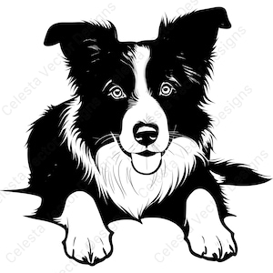 Border collie dog resting vector clipart - 4 digital download images for cricut, silhouette - svg, png, jpg, pdf, eps files included