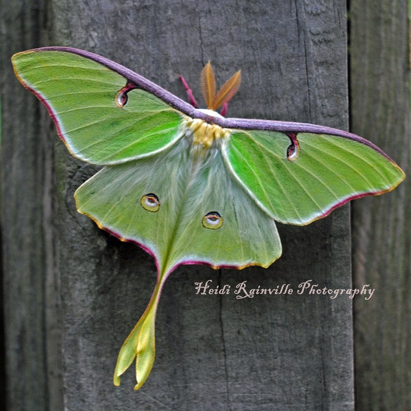 Green Luna Moth on Wood - 5x5 Photograph Butterfly