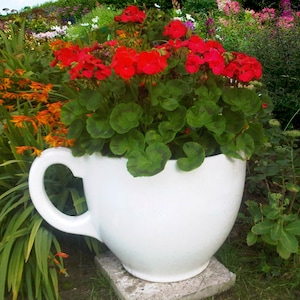 May include: A large, white ceramic teacup planter filled with vibrant red geraniums and lush green foliage. The teacup sits on a stone base, surrounded by a colorful garden with orange and green plants.