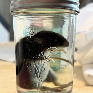 WET SPECIMEN! Mouse