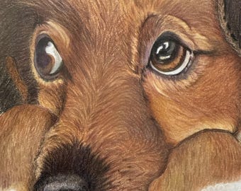 Vintage Original Sketch Of Brown Dog-Signed-Artist M. McCarthy-(Unframed)