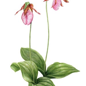 May include: Two pink lady slipper orchids with green leaves and brown stems against a white background. The artist's signature, "J.A. GRANNIS", is in the lower right corner.
