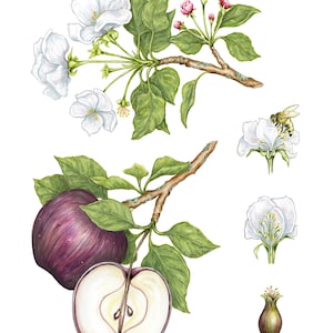May include: Watercolor illustration of an apple tree branch with white blossoms, green leaves, and a ripe purple apple. A sliced apple reveals the core. Additional images show a bee on a flower and a flower bud.