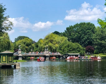 SWAN Boats at BOSTON Public Gardens, Massachusetts, Travel, City Art, Landscape, Elizabeth Thomas