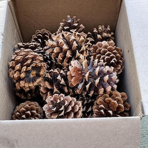 May include: A cardboard box filled with numerous brown pine cones. The pine cones have a textured, scale-like appearance and vary in size. The box is sitting on a gray concrete surface.