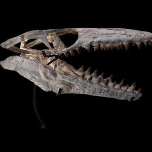 Cranio di Mosasauro – Fossile del Cretaceo dal Marocco – 60 cm – Pezzo da museo