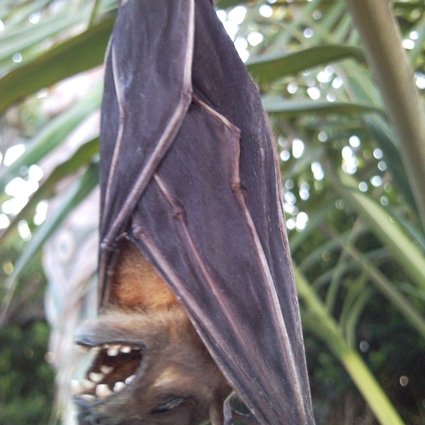Sleeping Twilight Wolf Bat - SHIP FREE