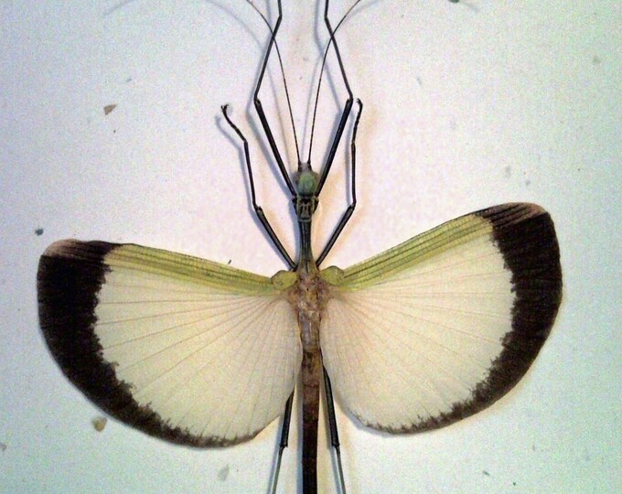 White Fairy Walking Stick Leaf Insect SHIP FREE Etsy