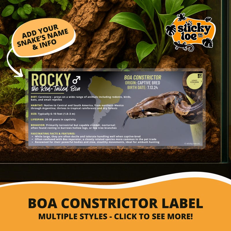 Boa Constrictor - Etsy