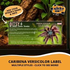 Custom Antilles Pinktoe Tarantula Label – Laminated Enclosure Tag for Caribena versicolor – 3 Customization Options