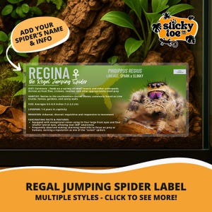 Custom Regal Jumping Spider Label – Laminated Enclosure Tag for Phidippus regius – 3 Customization Options