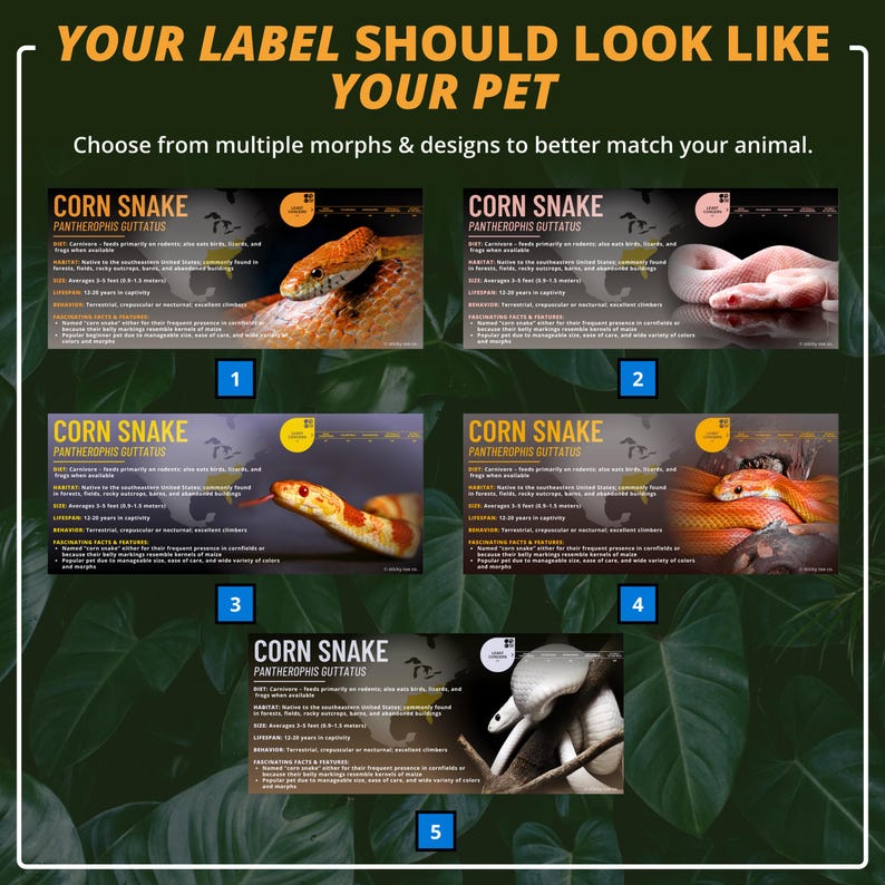 Custom Corn Snake Label – Laminated Enclosure Tag for Pantherophis ...