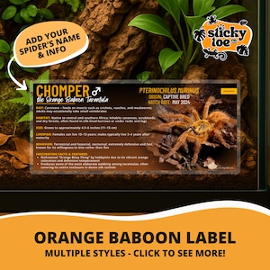 Custom Orange Baboon Tarantula Label – Laminated Enclosure Tag for Pterinochilus murinus – 3 Customization Options