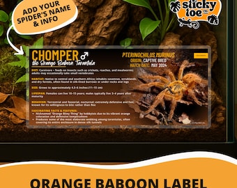Custom Orange Baboon Tarantula Label – Laminated Enclosure Tag for Pterinochilus murinus – 3 Customization Options