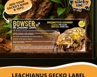 Geckos