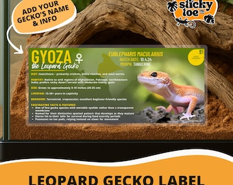 Geckos