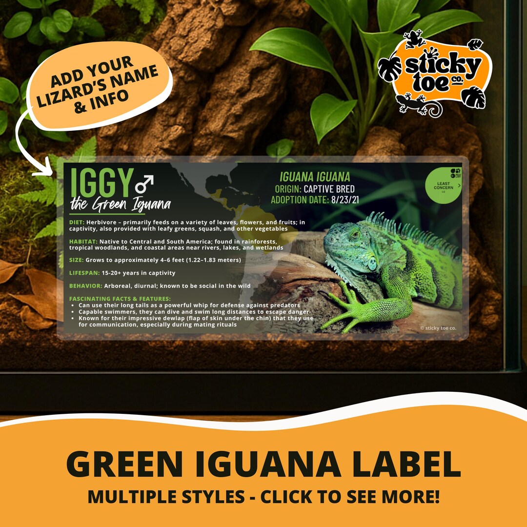 Custom Green Iguana Label – Laminated Enclosure Tag for Iguana Iguana ...