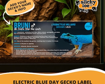 Geckos