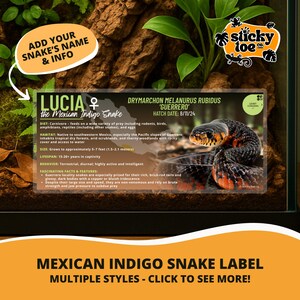 Peut inclure: Une étiquette de serpent indigo mexicain avec le nom "Lucia" et le nom scientifique "Drymarchon melanurus rubidus 'Guerrero'". Le serpent est noir avec des marques orange et rouge. L'étiquette comprend des informations sur le régime alimentaire, l'habitat et la taille du serpent, qui atteint environ 1,5 à 2,1 mètres.