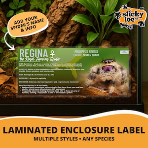 Custom Regal Jumping Spider Label – Laminated Enclosure Tag for Phidippus regius – 3 Customization Options