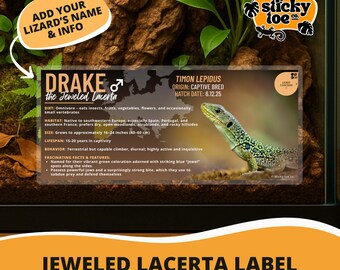Custom Jeweled Lacerta Label – Laminated Enclosure Tag for Timon lepidus – 3 Customization Options