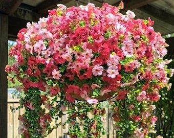 May include: A hanging basket filled with a dense arrangement of small, vibrant pink and light pink flowers. The plant features numerous trailing green stems that cascade downwards from the central container, which is suspended by thin black chains.