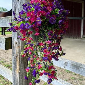 May include: A hanging basket overflowing with vibrant artificial flowers. The arrangement features a mix of purple and magenta blooms, with trailing vines. The basket is suspended from a metal chain, adding a touch of rustic charm to the outdoor setting.