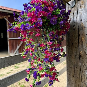 Fuchsia Planter - Etsy