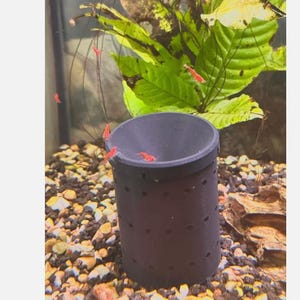 May include: A dark gray cylindrical aquarium decoration with small holes, surrounded by gravel and aquatic plants. Several small, bright red shrimp are visible, some inside the cylinder and others nearby. The background includes green leaves and a glass aquarium wall.