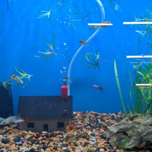 May include: A freshwater aquarium with a blue background, featuring a small brown house ornament with a red chimney, two black sponge filters, green aquatic plants, a piece of driftwood, multi-colored gravel, and several small guppy fish swimming.