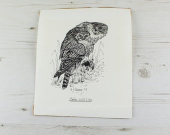 Vintage Merlin Bird Black and White Pen Drawing - Wall Art Decor British Wildlife B. J Clemence Falcon