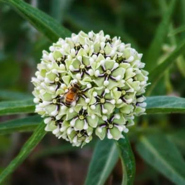 Antelope Milkweed 100 Seeds Plus 50 Free With Free Shipping