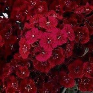 Dunetti Dianthus Flower 200 Seeds Free Shipping