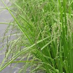 Fowl Manna Grass 500 Seeds - Glyceria striata - Free Shipping