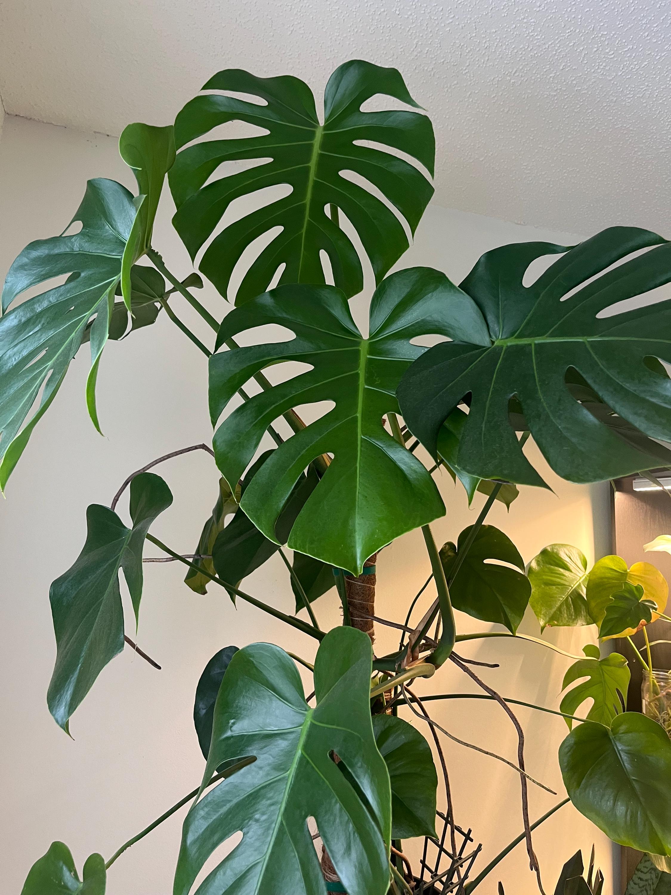 Monstera Deliciosa cuttings with roots