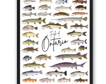 カリフォルニア淡水魚フィールドガイドアートプリント/魚類自然研究