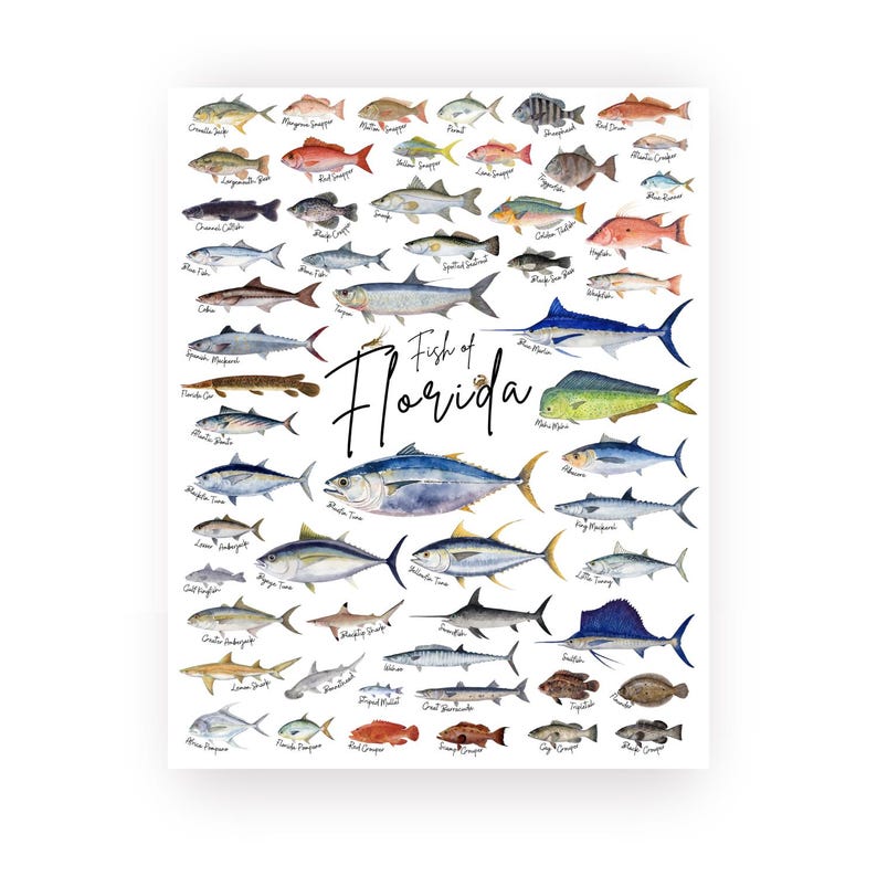 Florida Fishing Checklist, Fish Sticker, Fish Home Art, Saltwater Fish ...