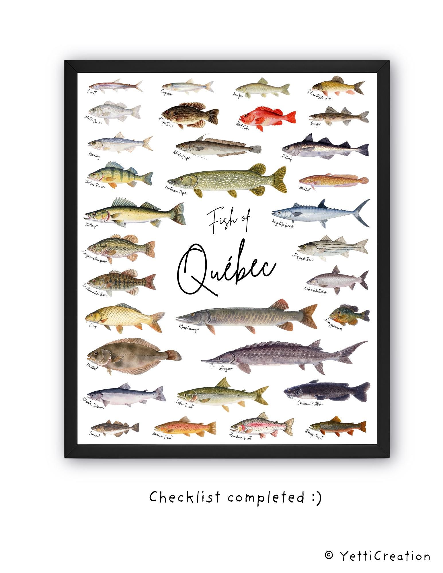Alberta Game Fish Checklist.pdf Quebec Fishing Checklist Poster, Quebec Fishing, Fish Sticker, Fish ...