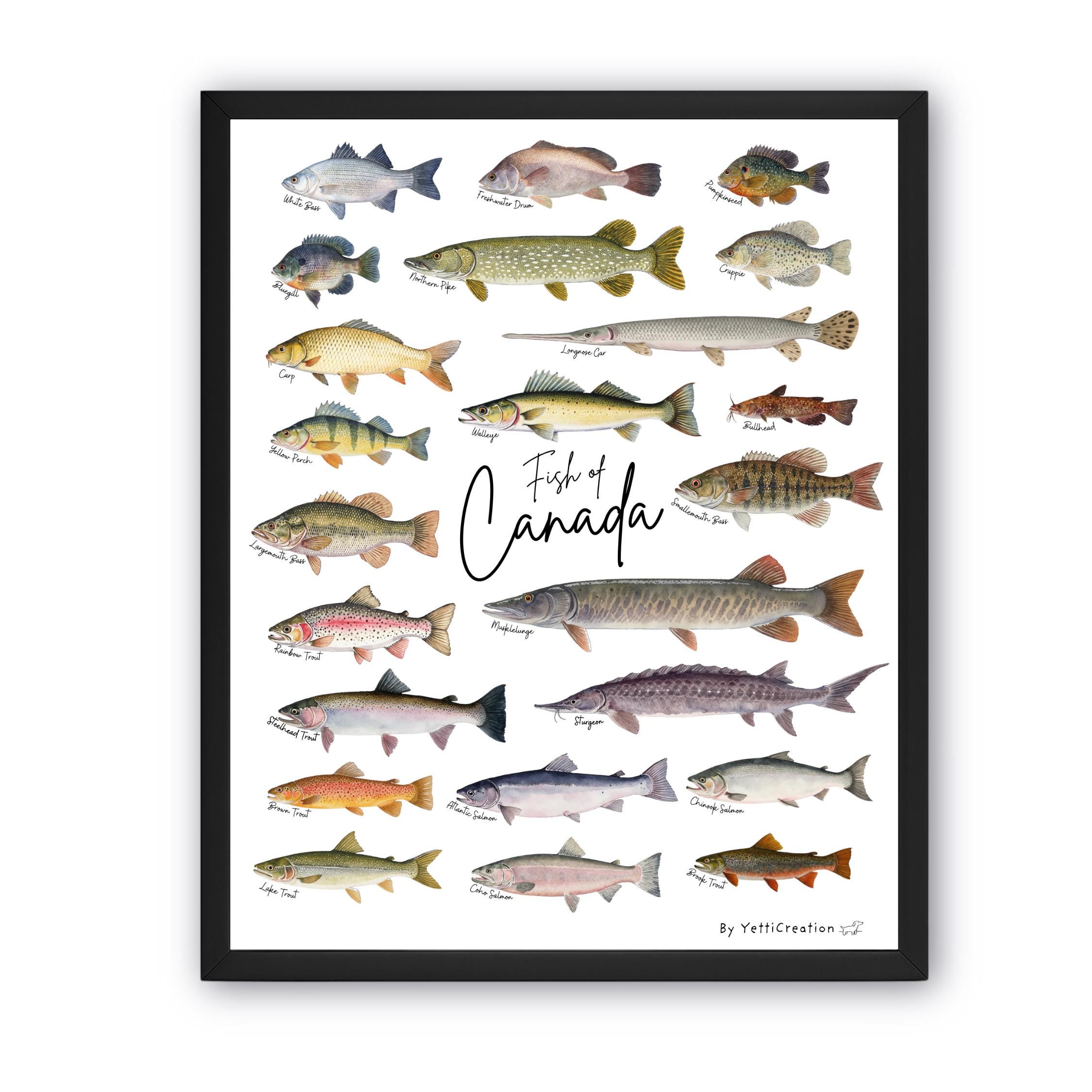 Fish of Canada Poster, Fish Home Art, Fish Home Decor, Canadian Fish ...
