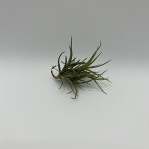 Tillandsia bandensis Clump — Mini Air Plant Cluster | Rare Tillandsia | Luz & Leaves
