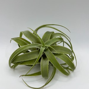Tillandsia Cacticola — Elegant Lavender Blooms | Rare Air Plant | Luz & Leaves