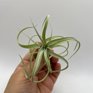 Può includere: Una pianta aerea verde con lunghe foglie arricciate. La pianta ha un gruppo centrale di foglie e diverse foglie lunghe e sottili che si arricciano verso l'esterno. La pianta è tenuta in mano su sfondo bianco. È una Tillandsia.