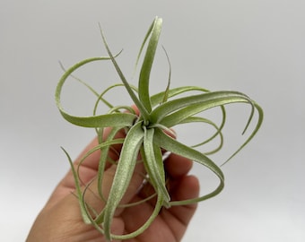 Sidewinder (Baileyi × Streptophylla) — Rare Collector Hybrid | Live Air Plant | Luz & Leaves