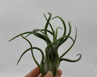 Tillandsia Caput Medusae — Planta de aire de forma retorcida grande / Tillandsia viva / Luz y hojas