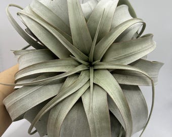 Tillandsia bulbosa Tiny Dancer 速達発送 チランジア ブルボーサタイニーダンサー Tillandsia bulbosa