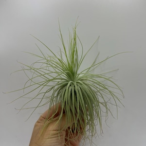 Tillandsia Magnusiana (groot) — zilverachtige zachte luchtplant | Live Tillandsia | Luz & Leaves